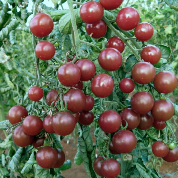 Organik Cherry Domates Tohumları