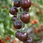 Organik Cherry Domates Tohumları